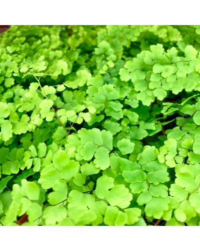 Fougère Capillaire - Adiantum Raddianum Lisa - Pot De 8,5 Cm