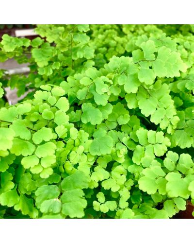 Fougère Capillaire - Adiantum Raddianum Lisa - Pot De 8,5 Cm