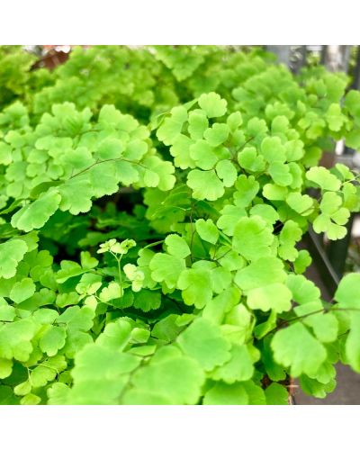 Fougère Capillaire - Adiantum Raddianum Lisa - Pot De 8,5 Cm