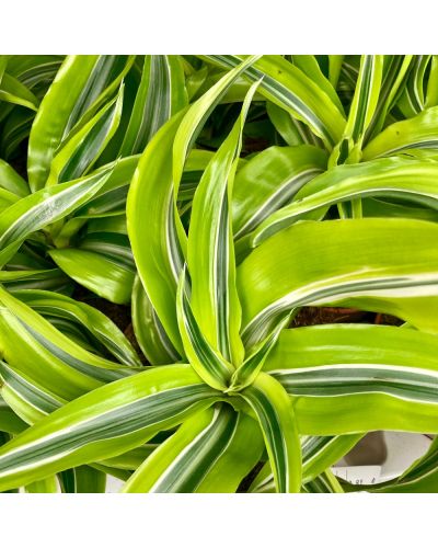 Dracaena - Dragonnier Charley Kopstek P19 - Pot De 19 Cm