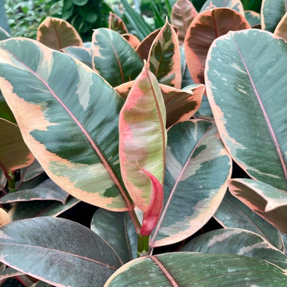 Ficus Elastica Bélize - Pot De 12 Cm