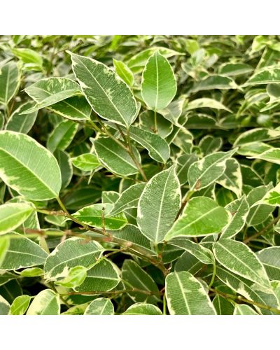 Ficus Benjamina Natasja - Pot De 12 Cm