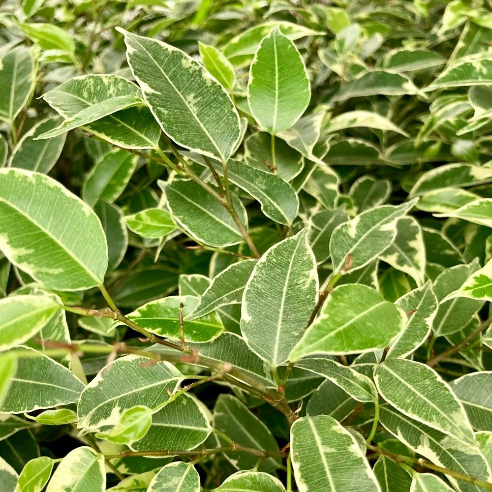 Ficus Benjamina Natasja - Pot De 12 Cm