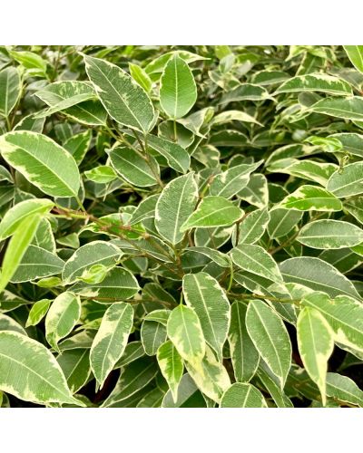 Ficus Benjamina Natasja - Pot De 12 Cm