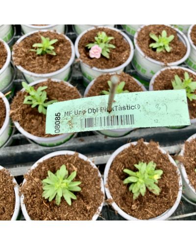 Calibrachoa Annuelle MiniFamous Uno Double Pinktastic - Rose