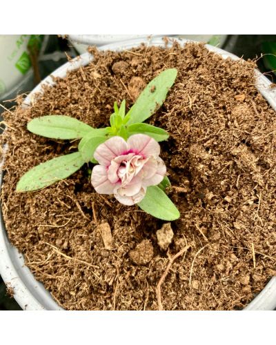 Calibrachoa Annuelle MiniFamous Uno Double Pinktastic - Rose