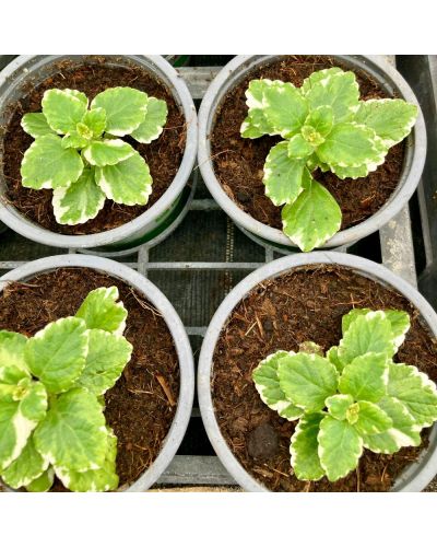 Plectranthus cilié Variegata