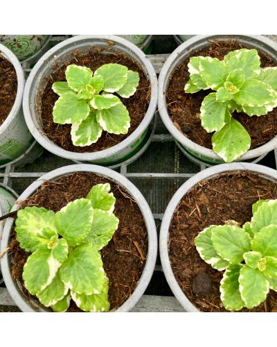 Plectranthus cilié Variegata