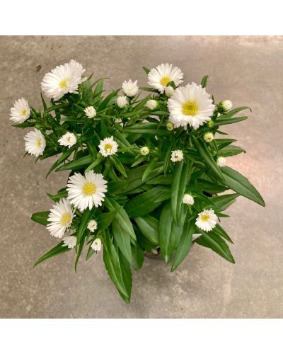 Aster Astral Himalia En Godet De 12Cm