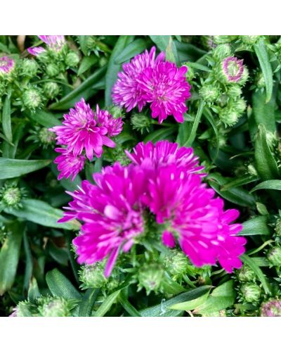 Aster Astral Calypso En Godet De 12Cm