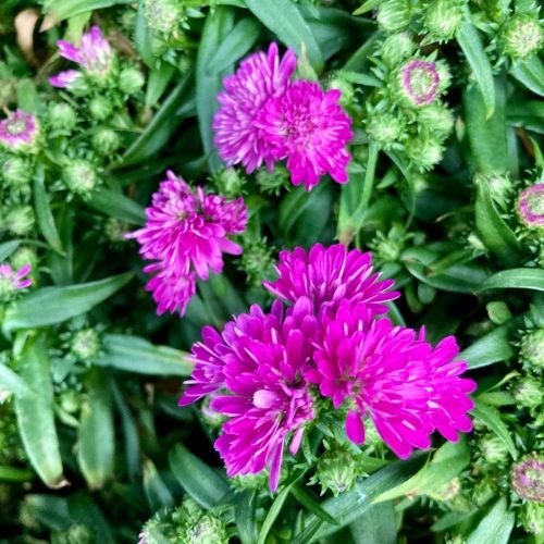 Aster Astral Calypso En Godet De 12Cm