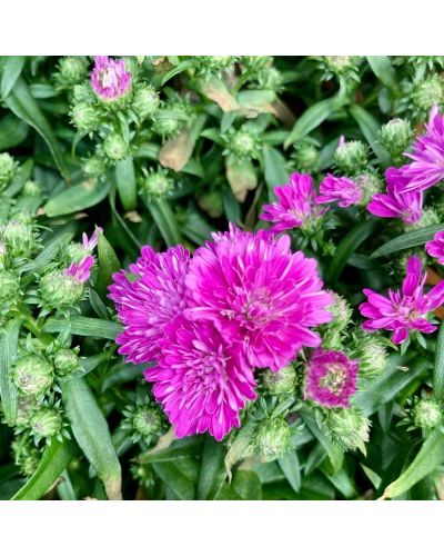 Aster Astral Calypso En Godet De 12Cm