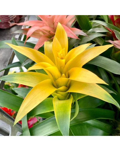 Guzmania Jaune en Pot de 12cm