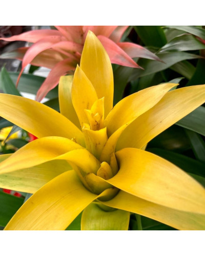 Guzmania Jaune en Pot de 12cm
