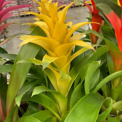 Guzmania Jaune en Pot de 12cm