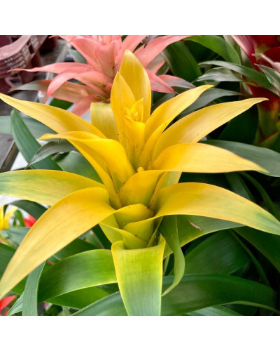 Guzmania Jaune en Pot de 12cm