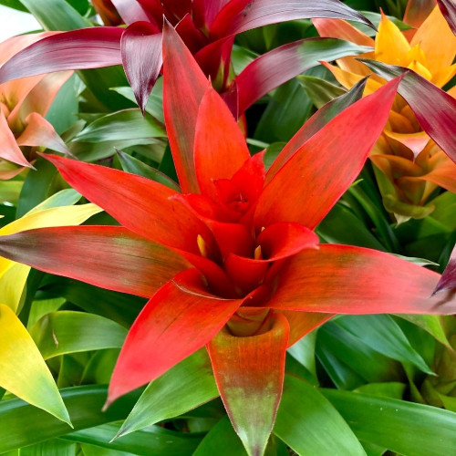 Guzmania Orange Pot de 12cm