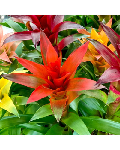 Guzmania Orange Pot de 12cm