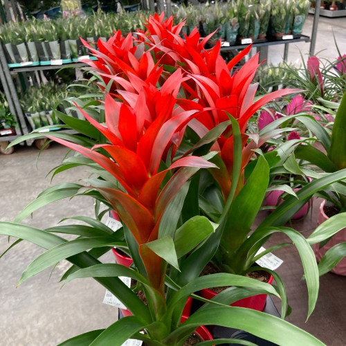 Guzmania Ostara Rouge en pot céramique de 12 cm