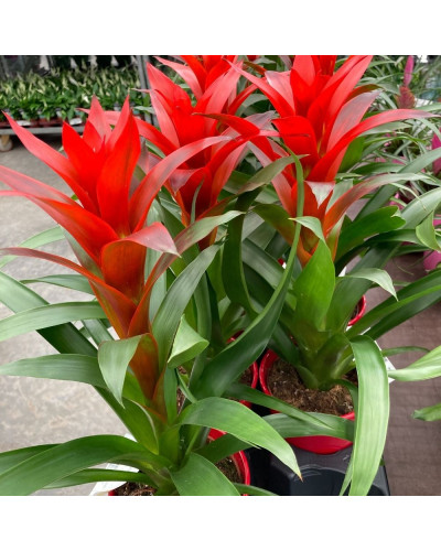 Guzmania Ostara Rouge en pot céramique de 12 cm