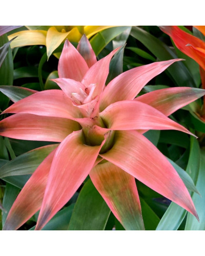 Guzmania rose en Pot de 12 cm