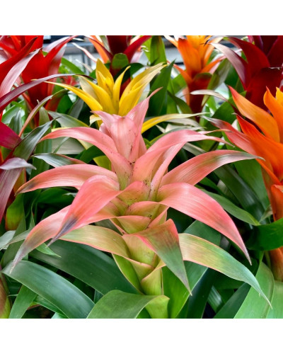Guzmania rose en Pot de 12 cm