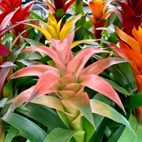 Guzmania rose en Pot de 12 cm