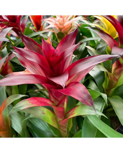 Guzmania rouge bordeaux en Pot de 12cm