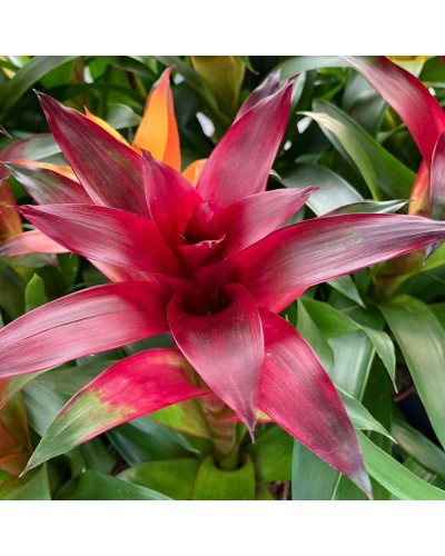 Guzmania rouge bordeaux en Pot de 12cm