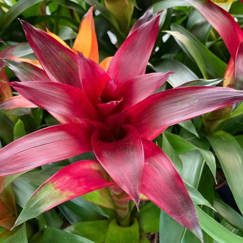 Guzmania rouge bordeaux en Pot de 12cm