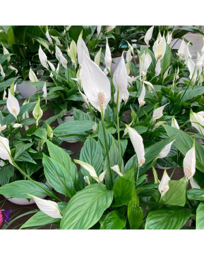 Spathiphyllum avec Pot décoratif Blanc de 13 cm