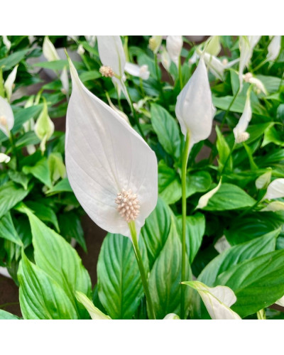 Spathiphyllum avec Pot décoratif Blanc de 13 cm