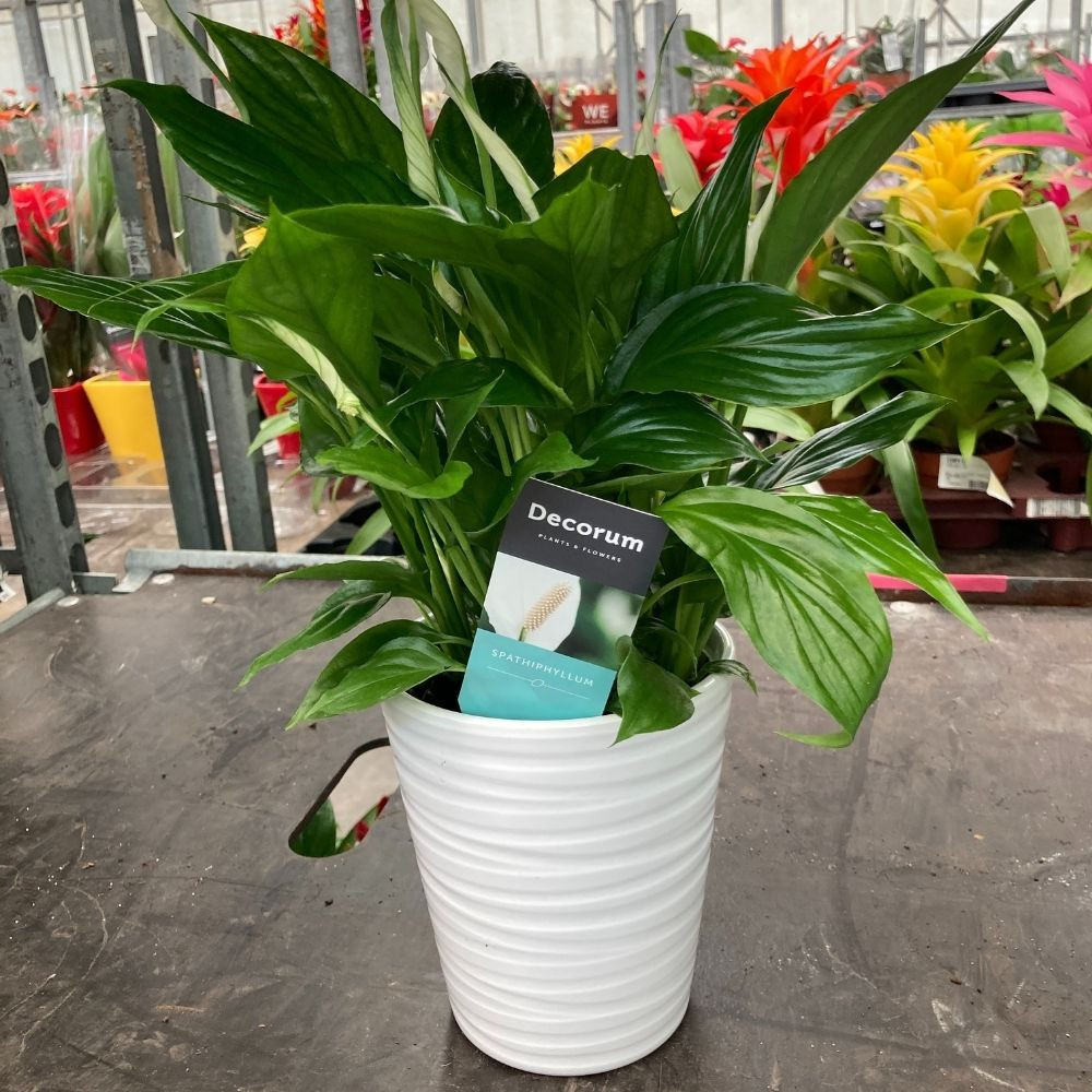 Spathiphyllum avec Pot décoratif Blanc de 13 cm