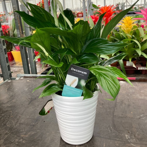 Spathiphyllum avec Pot décoratif Blanc de 13 cm