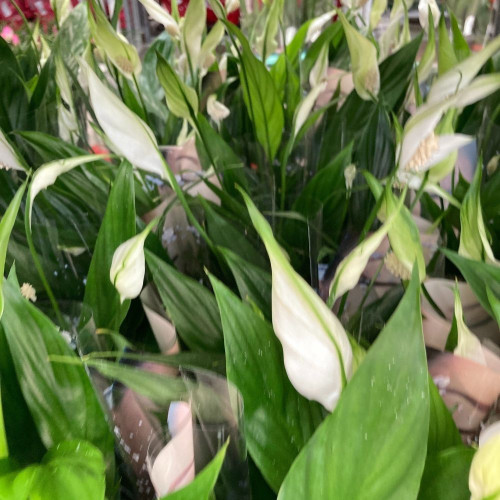 Spathiphyllum Korto en pot de 12 cm