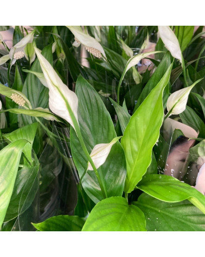Spathiphyllum Korto en pot de 12 cm