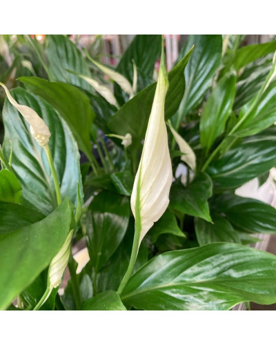 Spathiphyllum en pot Boule déco de 12 cm