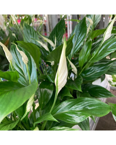 Spathiphyllum en pot Boule déco de 12 cm