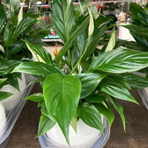 Spathiphyllum en pot Boule déco de 12 cm