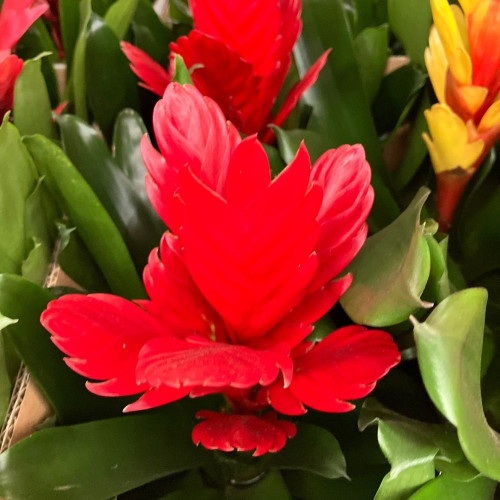 Vriesea Rouge en pot de 12 cm