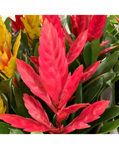 Vriesea Rouge en pot de 12 cm