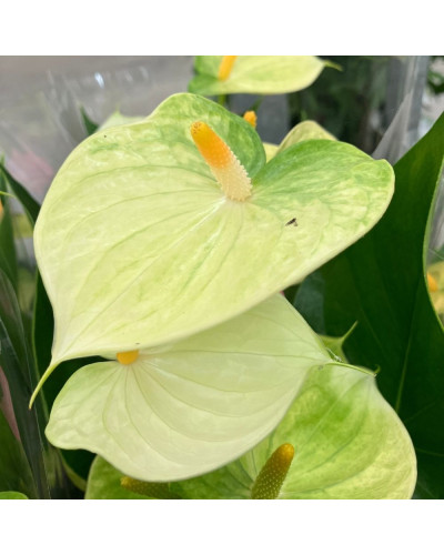 Anthurium Vanilla en pot de 12 cm