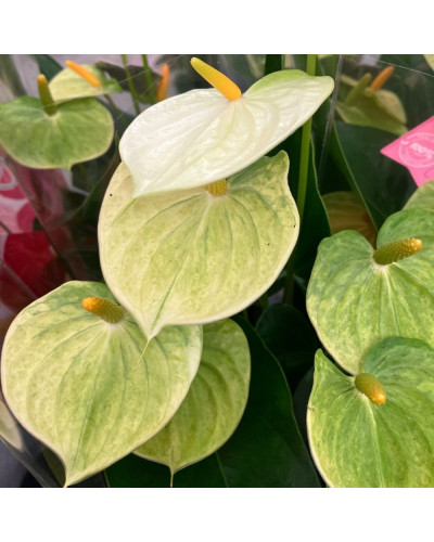 Anthurium Vanilla en pot de 12 cm