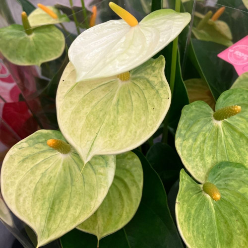 Anthurium Vanilla en pot de 12 cm