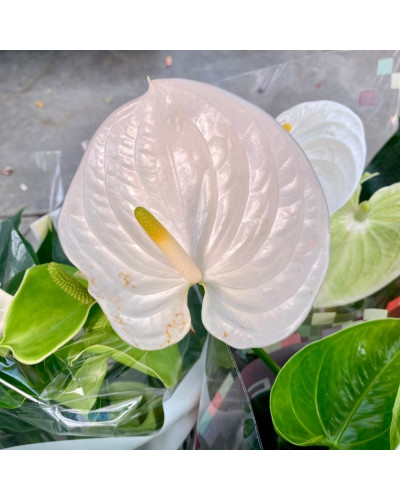 Anthurium Champolion Blanc en pot de 14 cm