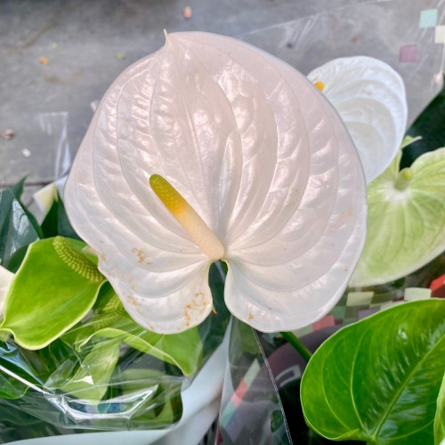 Anthurium Champolion Blanc en pot de 14 cm
