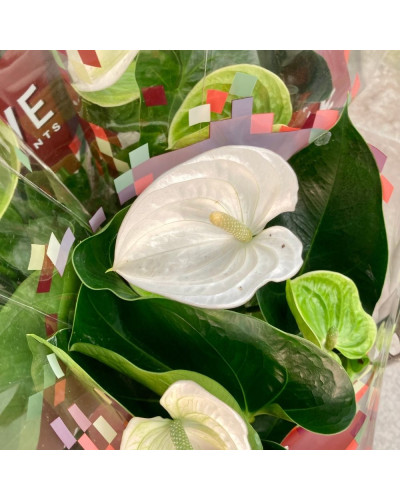 Anthurium Champolion Blanc en pot de 14 cm