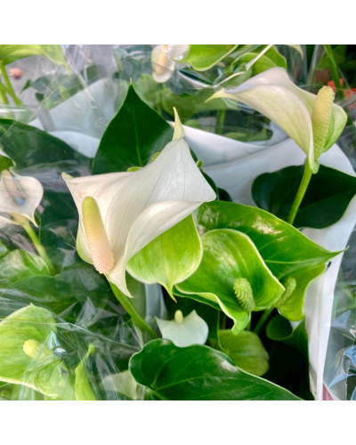 Anthurium Champolion Blanc en pot de 14 cm