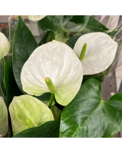 Anthurium Cocos Blanc en pot de 12 cm