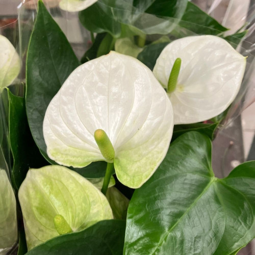 Anthurium Cocos Blanc en pot de 12 cm